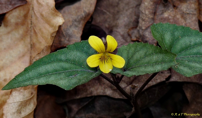 {Viola hastata}